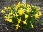 Superb clump of 'Tete a Tete' daffodils