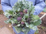 Harvesting of the purple sprouting broccoli